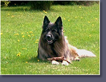Hund